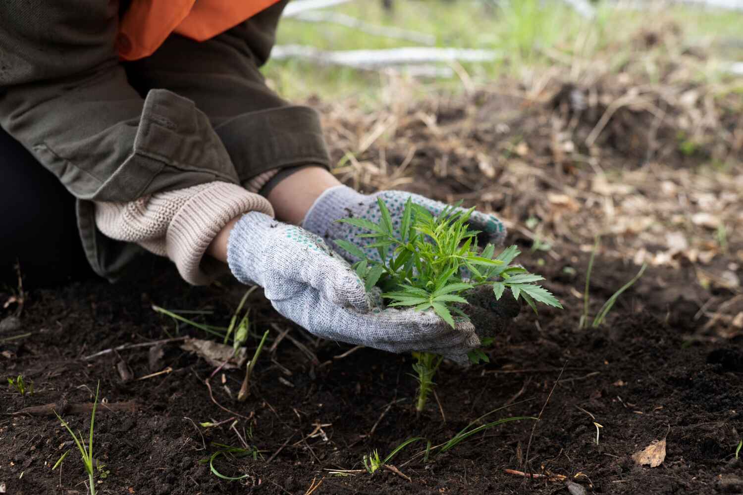 The Steps Involved in Our Tree Care Process in Queen City, TX